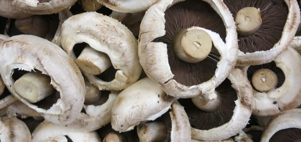 Portobellos com Atum